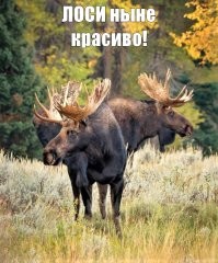 Аааа... это не о животных?