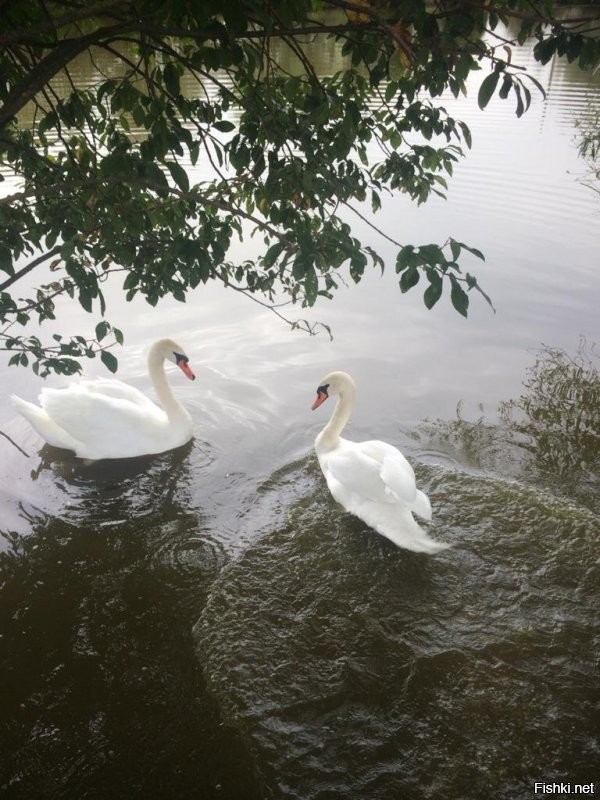 Благодарю за приглашение .Час назад пила черный чай со сливками .
Сегодня в маленьком частном магазине купила липовый мёд и варенье из киви с имбирём .Хозяйка сама готовит полуфабрикаты ,в том числе и сладости .
Вкус обалденный .
Есть своя прелесть жить в небольшом поселении ,вдали от больших городов.
Эта осень мне прямо в подарок досталась .