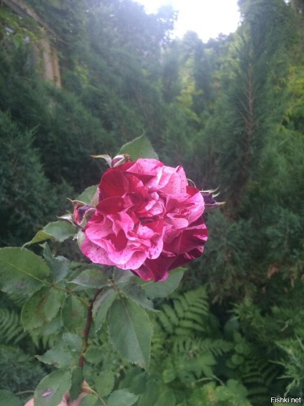 Согласна с Шекспиром на все 100 %
вот мои дачные красотки