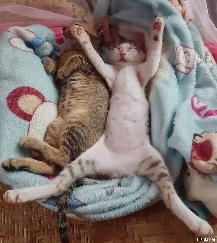 Солянка от 06.09.2020