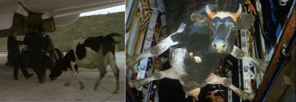 "Большую часть сцены с участием подвешенной коровы сняли при помощи монтажа, хотя бедному животному и в правду пришлось немного повисеть в бомболюке самолета"
Да, да, да ))) обычная корова )))) в паинте нарисованная