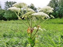 крапива? фи, детский лепет