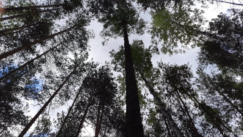 Так бы и лежал, в небо сиотрел...