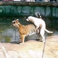 Собакены, они такие...