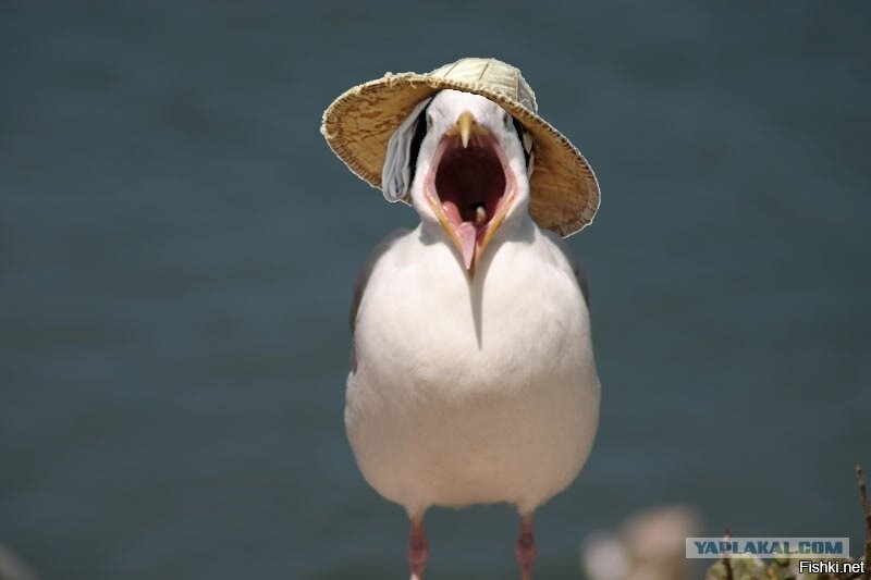 А не попить ли мне чайку