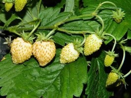 Народ, сажайте белую землянику.
На вкус не хуже, а птицы ее вообще не клюют... :)