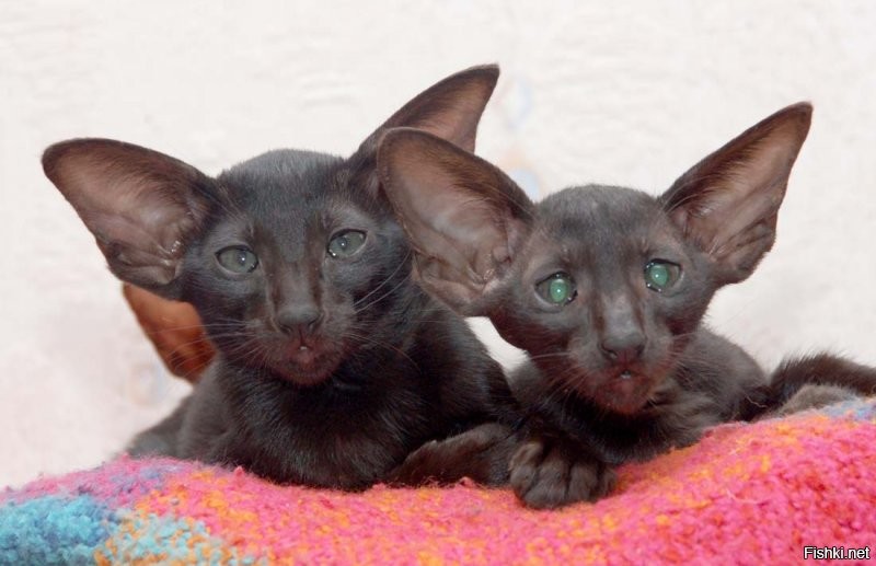 Ха ... я тебя вычислил - вот ты с дядей Вайтраном на фото!