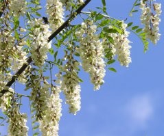 а патамушо они галоши ... до их пор производят и ничего больше не могут т.к.
у СССР технологию сздипили, вот и ж...
ну, кто Диплом в переходе  купил, тому Абырвалг ближе, и галоши 
Нууу, кроме того , кто юность помнит свою. Ни зря же вспоминает это.
А еще!!!!
-  Он, малым был и акацию с мошками ел - по весне. И рад был