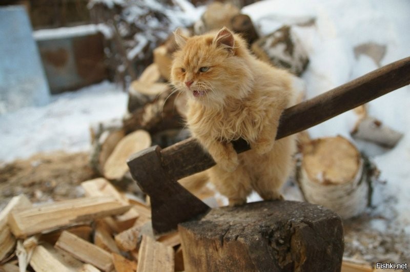 кот
