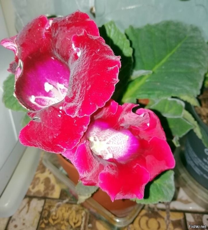 И все же я не выдержал, купил такую же как Ваша.