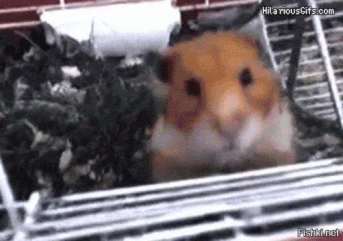 Прикольные и смешные картинки