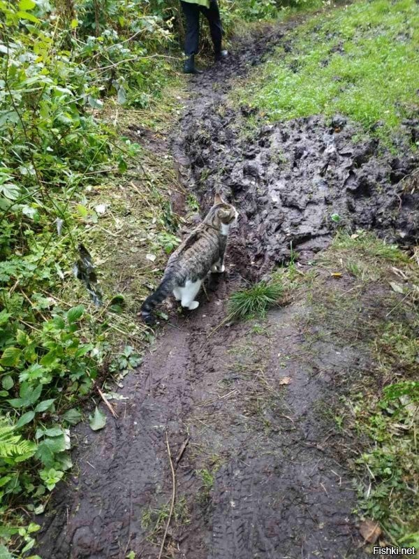 В эту субботу ходила со мной по лесу 3 часа. Там где мы расходимся на одном участке ложится по центру и начинает ругаться когда теряет одного из виду.
А иногда находит красного в кустах. Иди на мяу и вот оно