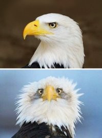 Убедительные примеры того, насколько на самом деле велики некоторые зверушки