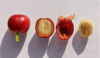 Кофе не ягоды, а косточки ягод... Так что о каком морсе речь?