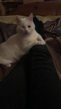 Я уже как-то писал, но повторюсь. 13 лет назад я отбил у живодеров маленького беленького котенка. Они ему выжигали глаза сигаретой и выдернули когти. Один глаз удалось спасти. Так вот, на протяжении всех 13-ти лет он меня ждет с работы у двери. Однажды по работе мне пришлось уехать на 2 недели, так ничего не ел и не пил, а просто лежал у двери на коврике и ждал меня.