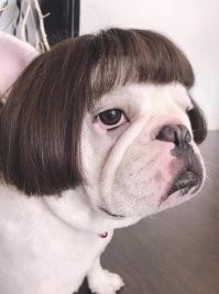 Эти выразительные собачьи морды