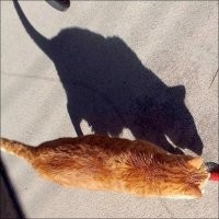 Кот не отходит от хозяина ни на минуту