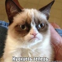Кот не отходит от хозяина ни на минуту