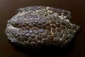 И шкура окаменела и перья.