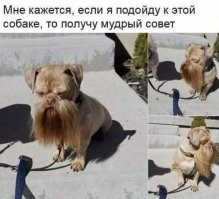 Разбор глупости из интернета: Как на самом деле передвигаются волки в стае?