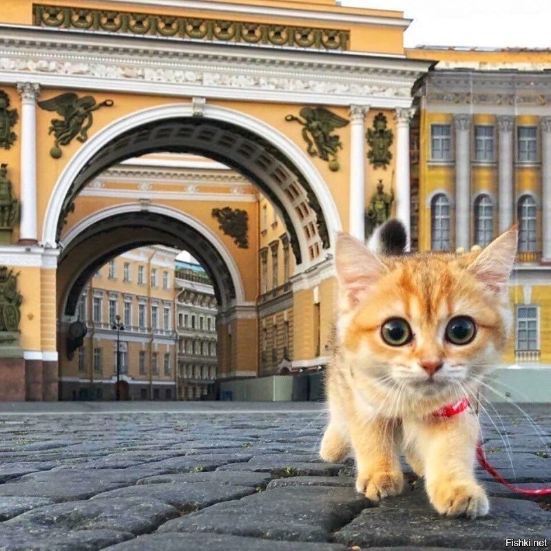 Солянка от 09.09.2020