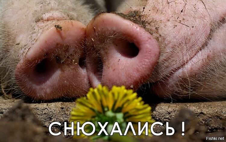 Как же вас анальных и хохлов штырит от Кремля!