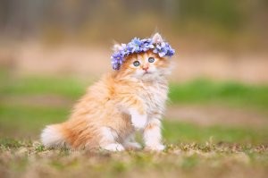 Но убивать таких милашек!
Читала, что а в Австралии приговорили к смерти 200 ТЫСЯЧ кошаков!
А смотрите объявления на авто? Там  выставляются коробками, и открытым текстом пишут, что если к вечеру такаго-то числа не разберут, то утопим, закопаем в землю, сожжём. - Но люди всё-же по своей природе очень добрые создания. Нас просто неправильно воспитали. Правда?