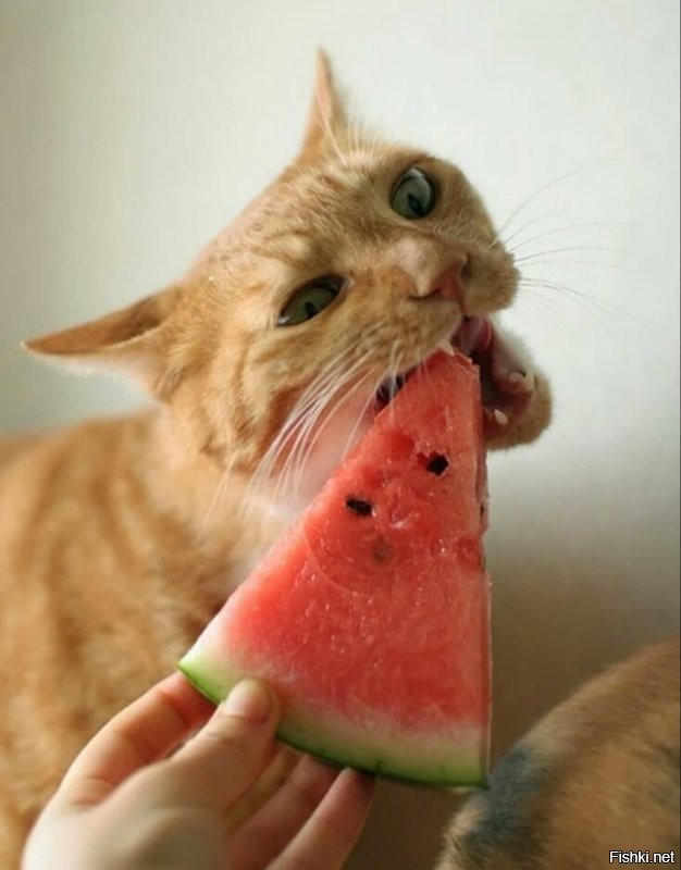 Солянка от 09.09.2020