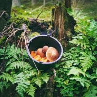 А мы не собираем опята. Столько грибов разных, поэтому мы решили, чтобы не нарваться на ядовитый, будем собирать только белые, лисички, подосиновики и моховики. Сейчас дожди прошли - уже вовсю ходим на грибалку :)