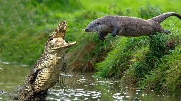 А как подрастет - хомячит крокодилов....