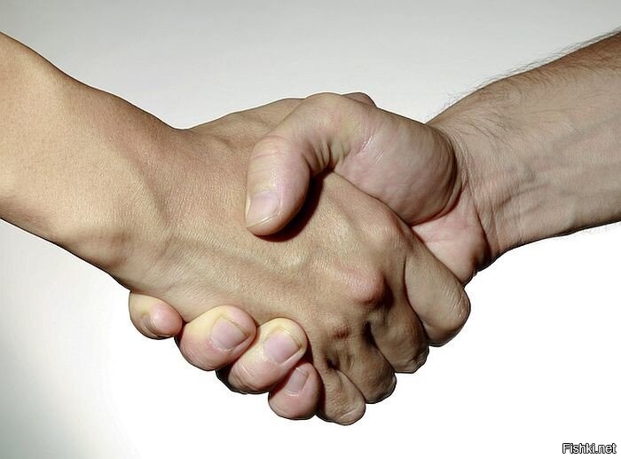 Кошка всю ночь прождала видеозвонка от своего хозяина