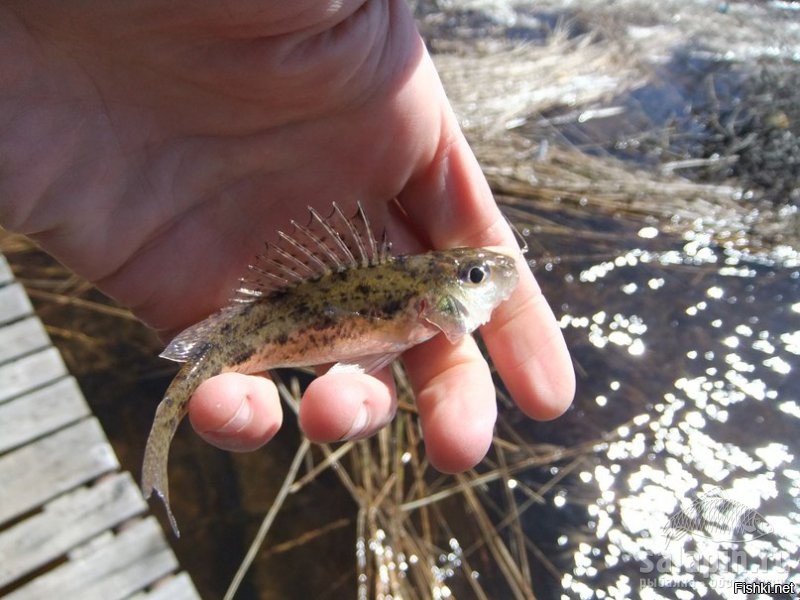 Эттаж мой Васятка... выпустил я его... подрос бродяга..