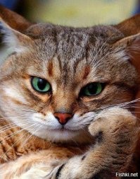 Лишь бы кот первым не заговорил