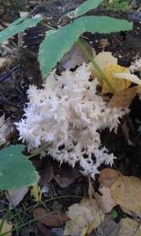 То же недавно сфоткал.