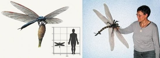 Меганевра - стрекоза из карбона.