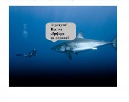 Большая белая акула убила австралийского серфера