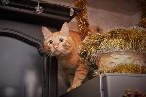 Мой охотник))