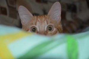 Мой охотник))