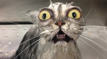 нашел её кота!