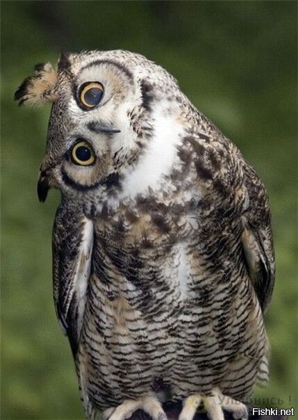 с какого раена ???