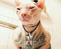 Прикольные и смешные картинки