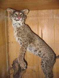 Прикольные и смешные картинки