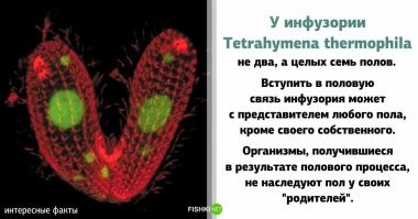интересное название тварюшки. если я не совсем забыл латынь, то получается четырехцелка теплолюбивая.