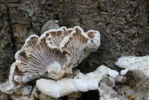 Щелелистник имеет не менее 23 328 разных полов