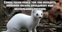 "Предварительных ласок"?



П.С. в отличиЕ