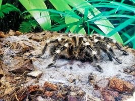 В зоопарке Екатеринбурга заснял паука-птицееда (фото прилагаю). Заинтересовался и по ссылке ( об этом виде пауков обнаружил, что на фото (и видео) в данной статье - скорее птицеед, чем тарантул. Занимающихся арахнологией - просьба поправить, если не прав.