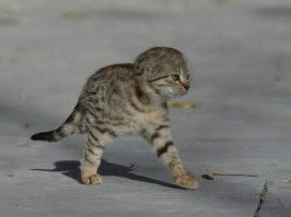 Эволюционировал