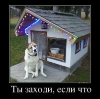 Будка для собаки своими руками: инструкции для изготовления из досок, поддонов и картона