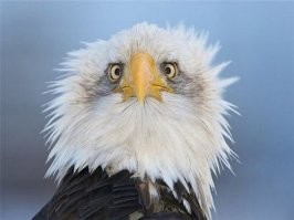 44 самые смешные фотографии животных 2020 года
