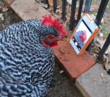 Прикольные и смешные картинки